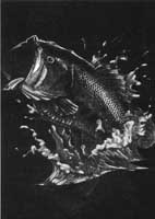 TRANSFER LARGE MOUTH BASS