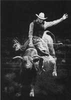 TRANSFER RODEO BULL