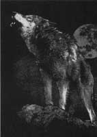 TRANSFER LONE WOLF