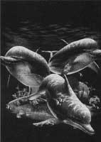 TRANSFER DOLPHINS