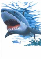TRANSFER SHARK