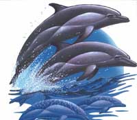 TRANSFER DOLPHINS