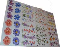 TRANSFER MI FLORAL STRIPE