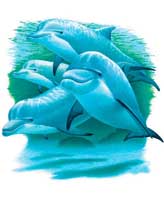 TRANSFER DOLPHINS OF THE SEA YTH