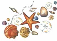 TRANSFER MYSTERIES OF THE OCEAN