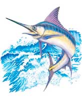 TRANSFER MARLIN