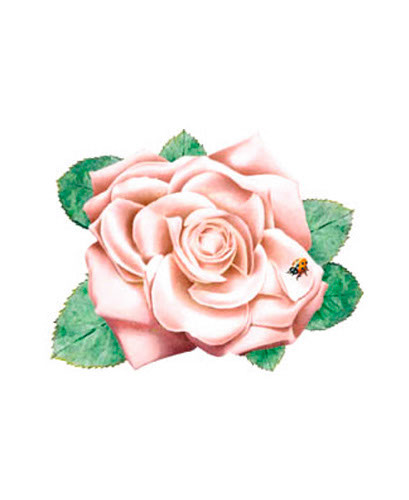 TRANSFER PINK ROSE