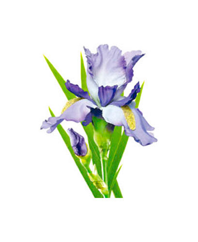 TRANSFER PURPLE IRIS