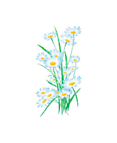 TRANSFER DAISIES