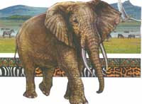 TRANSFER ELEPHANT