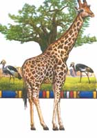TRANSFER GIRAFFE