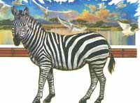 TRANSFER ZEBRA