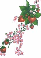 TRANSFER STRAWBERRIES PINK FLORAL