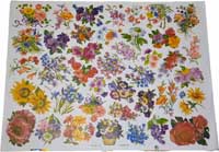 TRANSFER MI SIMON ELVIN BOUQUETS