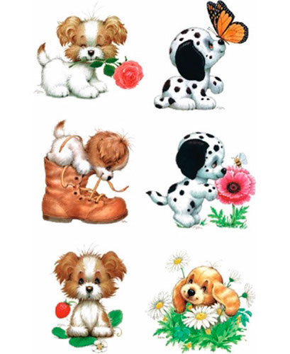 TRANSFER MOREHEAD PUPPY COLLECTION