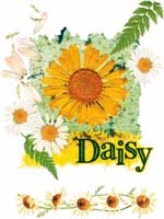 TRANSFER DAISY