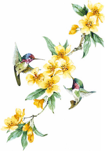 TRANSFER HUMMINGBIRDS SWEEP