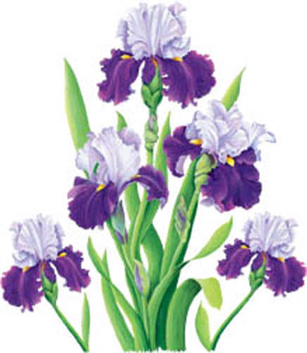 TRANSFER PURPLE IRIS