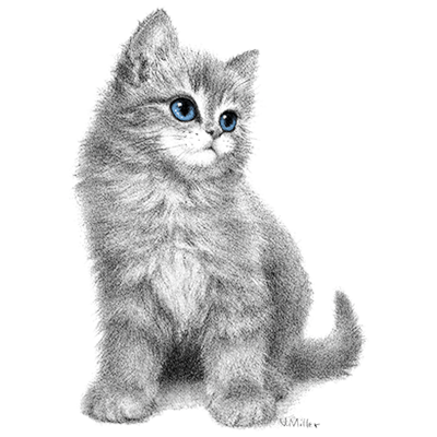 TRANSFER BLUE EYED KITTEN