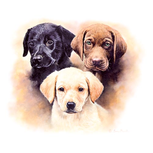 TRANSFER THREE OF A KIDS PUPPIES
