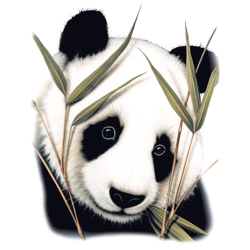 TRANSFER PANDA HEAD