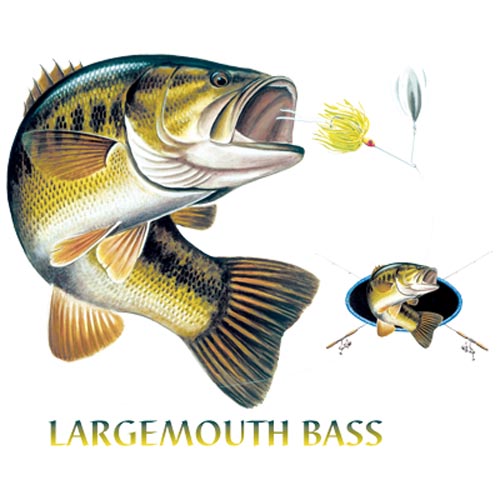 TRANSFER LARGEMOUTH BASS COMBINATION W/CREST