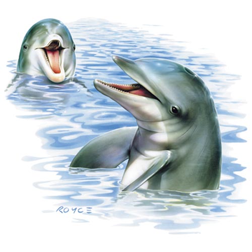 TRANSFER TALKING DOLPHINS