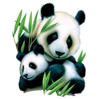 TRANSFER PANDA & CUB