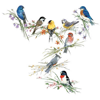TRANSFER BIRDS OF A FEATHER