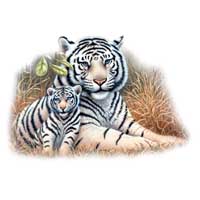 TRANSFER WHITE TIGER & CUB