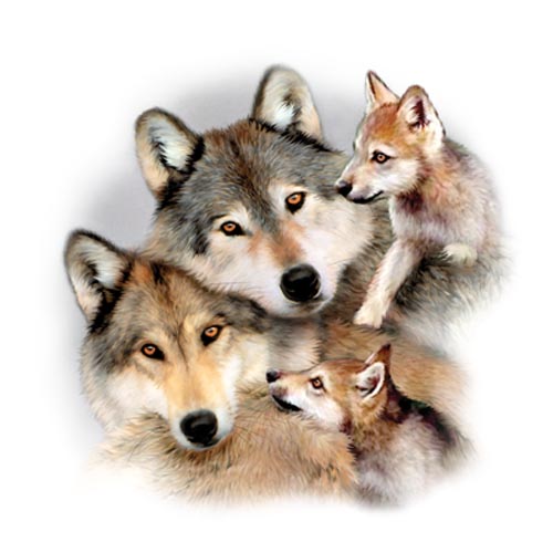 TRANSFER WOLF HARMONY