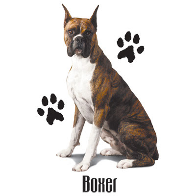 TRANSFER BRINDLE BOXER