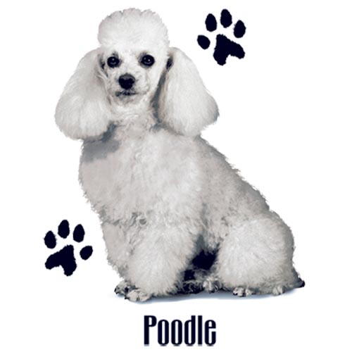 TRANSFER POODIE WHITE