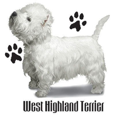TRANSFER WEST HIGHLAND TERRIER