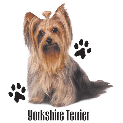 TRANSFER YORKSHIRE TERRIER