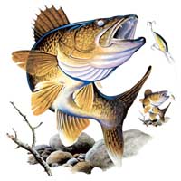 TRANSFER WALLEYE