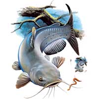 TRANSFER CHANNEL CATFISH
