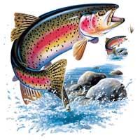 TRANSFER RAINBOW TROUT