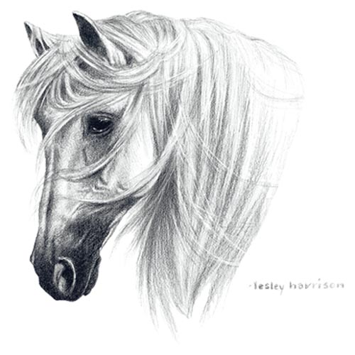TRANSFER TRANKO - ANDALUSIAN