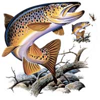 TRANSFER BROWN TROUT