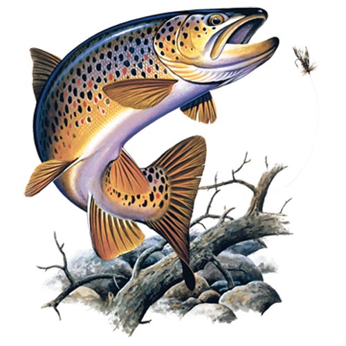 TRANSFER BROWN TROUT