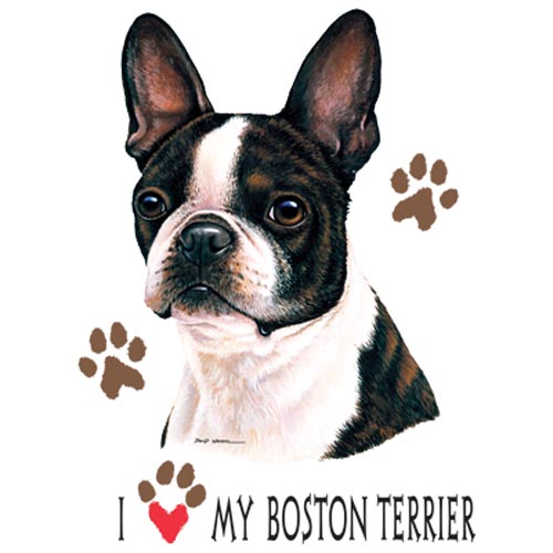 TRANSFER BOSTON TERRIER