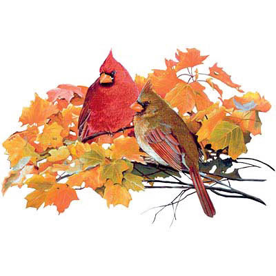 TRANSFER FALL CARDINALS