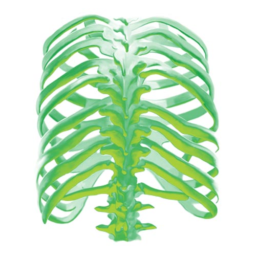 TRANSFER GLOW BONES (BACK)