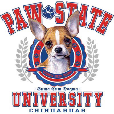 TRANSFER CHIHUAHA