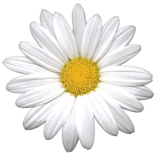 TRANSFER WHITE DAISY BEAUTY 6*8