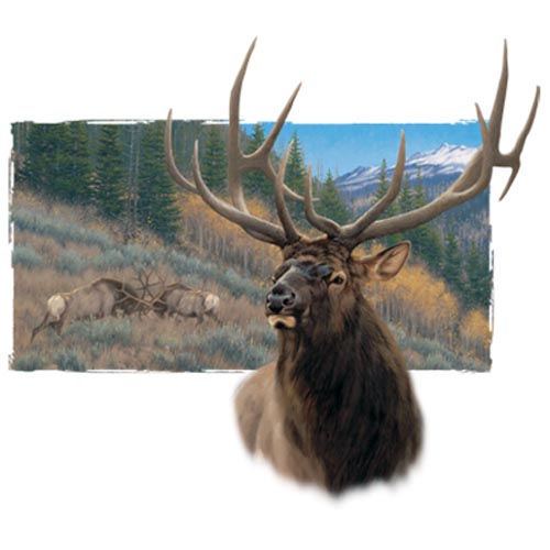 TRANSFER AMERICAN ELK