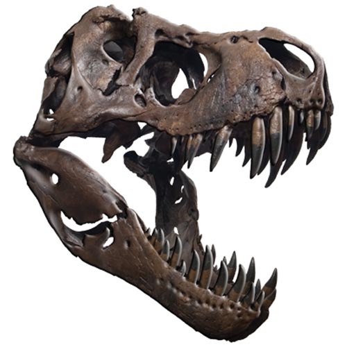 TRANSFER T-REX