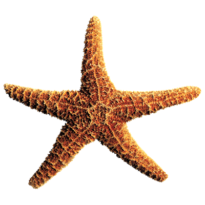 TRANSFER STARFISH