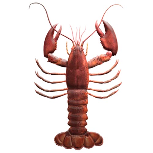TRANSFER LOBSTER